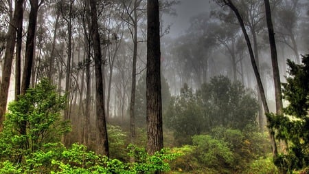 forest - nature, autumn, hot, morning, forest, tree