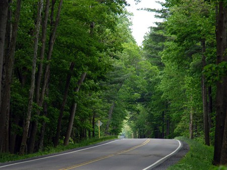 George Washington National Park - roads, trees, national parks, george washington national park, nature, green