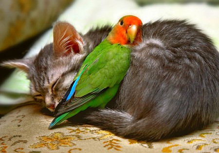 Two Friends - picture, two, amazing, animals, friends