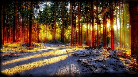 Just Passing By - sunlight, trees, popular, forests, light, winter, wallpaper, nature, snow, ray, golden, shadow