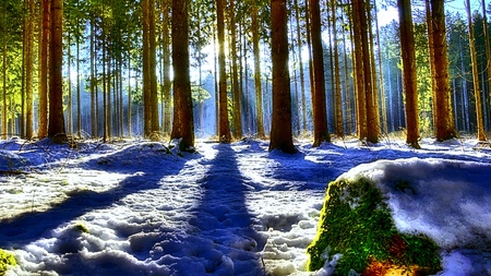 Left Behind Memory - trees, ray, brightness, snow, grass, light, shadow