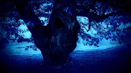 Watching You - trees, blue, light, leaves, ray