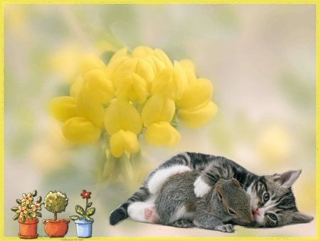 kitten with flowers - yellow flowers, kitten