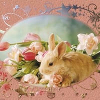 bunny on pink