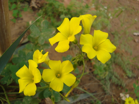 Spring flowers