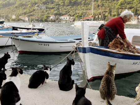 waiting for the fresh catch - morning, catch, fishing, animals, funny, hungry, old woman, cats, boat