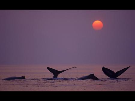 Pacific beauties - night, ocean, family, whales