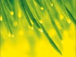 april shower wallpapers 5834 1024x768.jpg