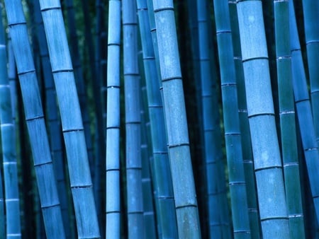 389 8796 1.jpg - orintal, plant, bamboo, blue