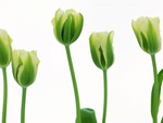 more green tulips wallpaper 8290  1024 x768.jpg