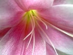 pink lily wallpapers13551 1024x768.jpg