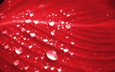 389 8766 1.jpg - beads, dewdrops, petal, red