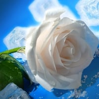 rose 26 ice wallpapers 8413  1024x768.jpg