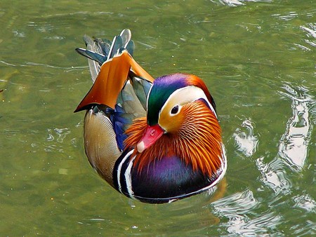 Mandarin Duck - most, picture, mandarin duck, beautiful