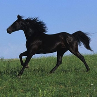 black beauty