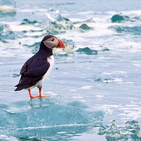 Bird on Ice