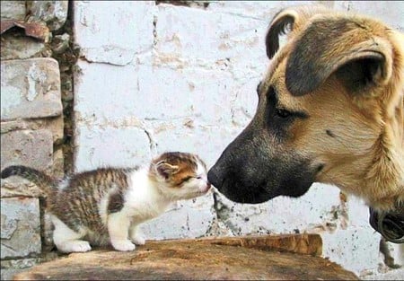 Amazing Love - cat and dog, picture, amazing, cool, love