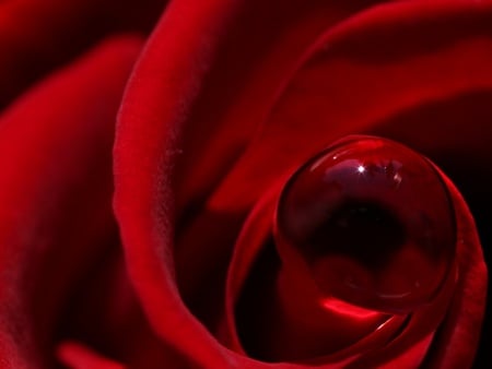 captured beauty wallpapers 8163 1024x768.jpg - rose, captured, red, dewdrop