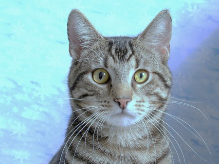 MY NAME IS MANDY - affectionate, loveable, adorable, friendly