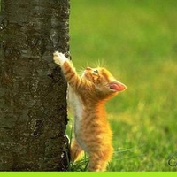 a cat climbing a tree