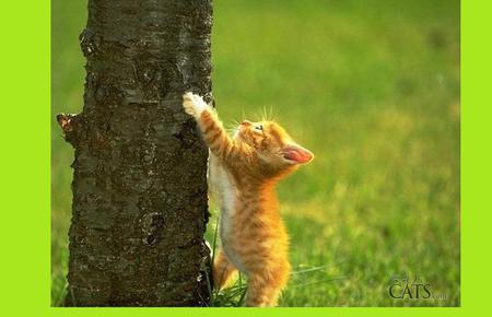 a cat climbing a tree - animals, cats