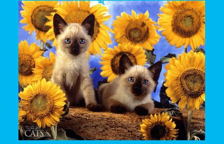 cats with sunflowers - animals, cats