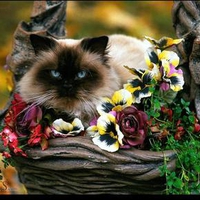 pretty cat