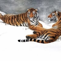 winter tigers