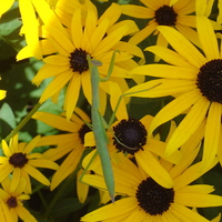 Praying Mantis, Black-Eyed Susans