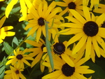 Praying Mantis, Black-Eyed Susans