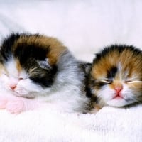 2 Newborn Calico Kittens