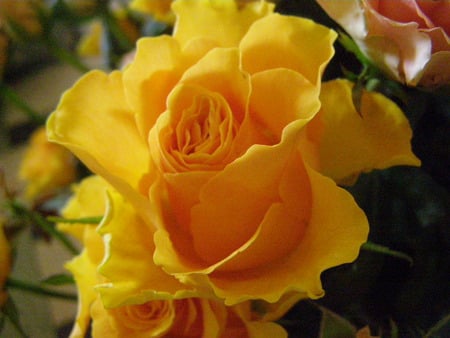 rose - rose, yellow