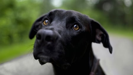 CAN I HAVE A BONE?? - black, dog, hungry, pity