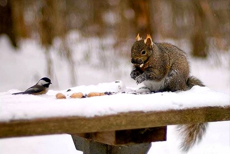 LETS SHARE! - feeding time, bird, food, sharing, squirrel