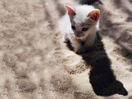 really cute!!! - beach, cat