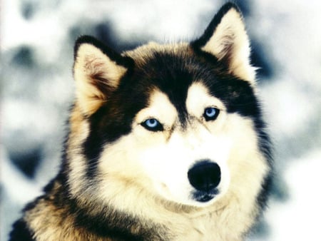 husky - husky, snow