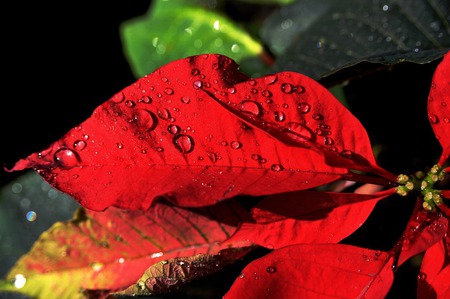 After the rain - drops, red, rain, leaves