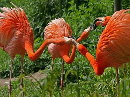 Morning discussion - orange, beaks, pink, birds