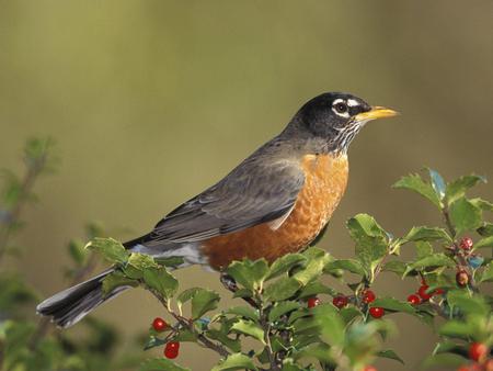 Robin - animal, bird, robin