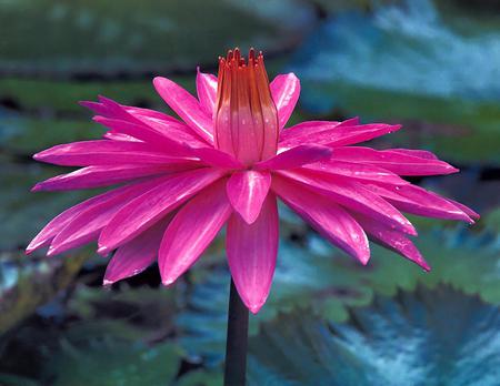 Flower - nature, flower, pink