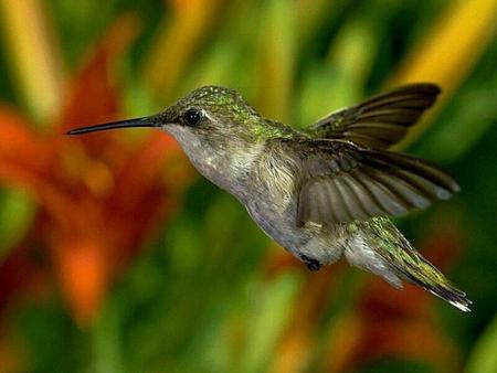 Hummingbird - hummingbird, animal, bird