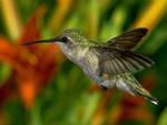 Hummingbird