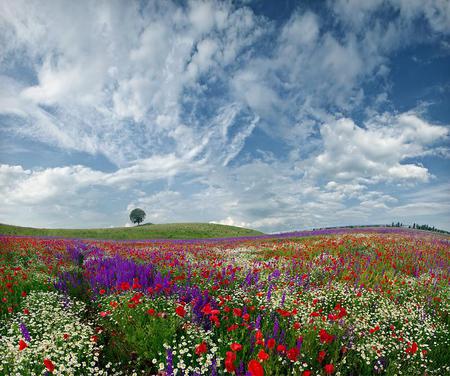 Flowers - nature, sky, field, flowers