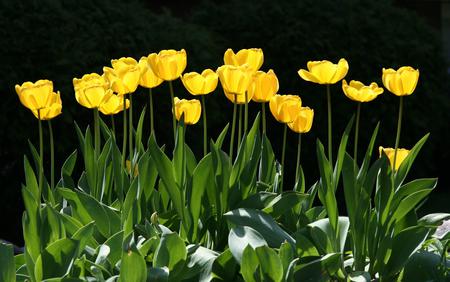 Flowers - flowers, nature