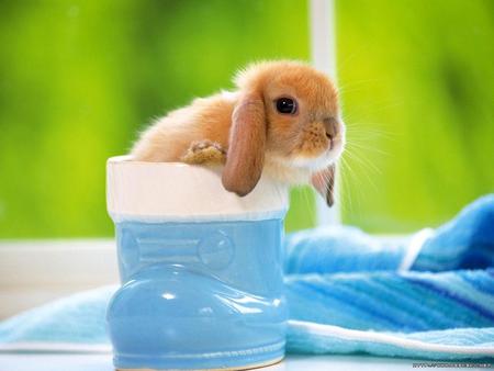 rabbit in a shoe - glass, animals, flopped ear rabbit, bunny, other, rabbit, rodent, blue, animal, cute