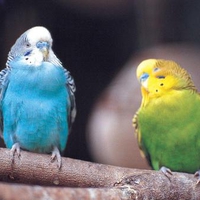 two parakeets