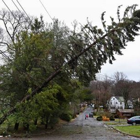 A Tree Is Held Up By Powerlines