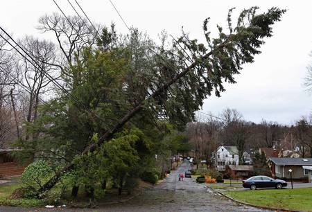 A Tree Is Held Up By Powerlines - power, places, photography, lines, tree