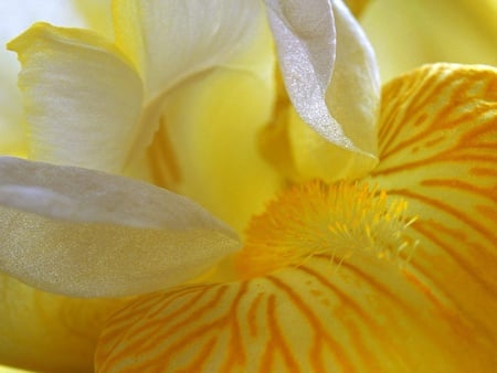 yellow iris wallpaper 12862  1024 x768.jpg