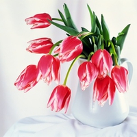 tulips bowl wallpapers 7061  1024x 768.jpg